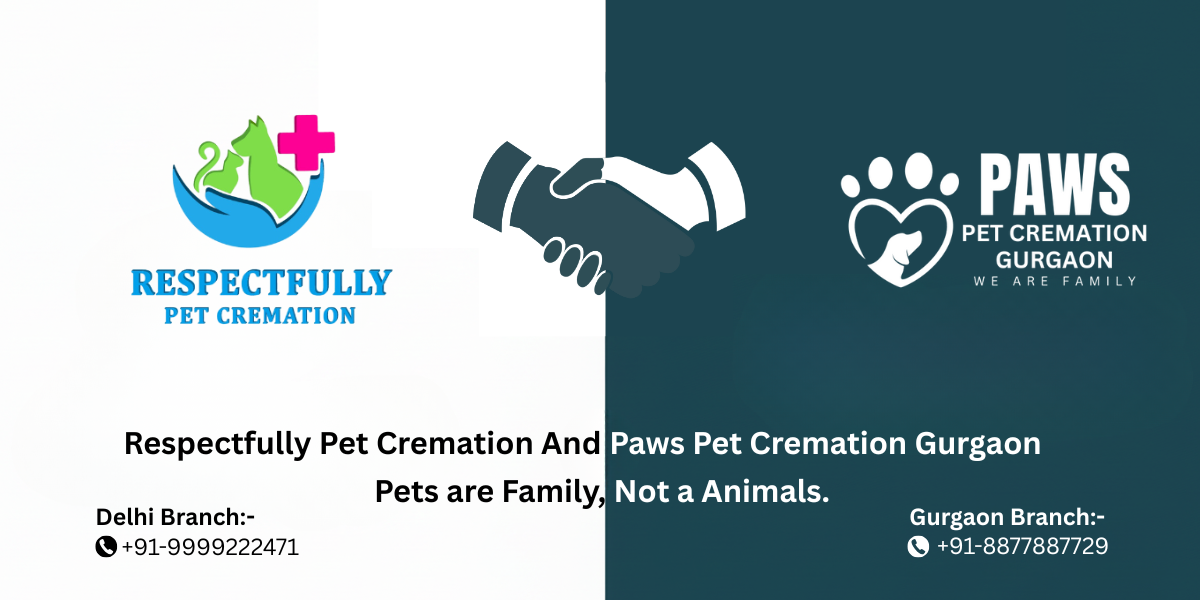 Golden Retriever - Pet Cremation Gurgaon